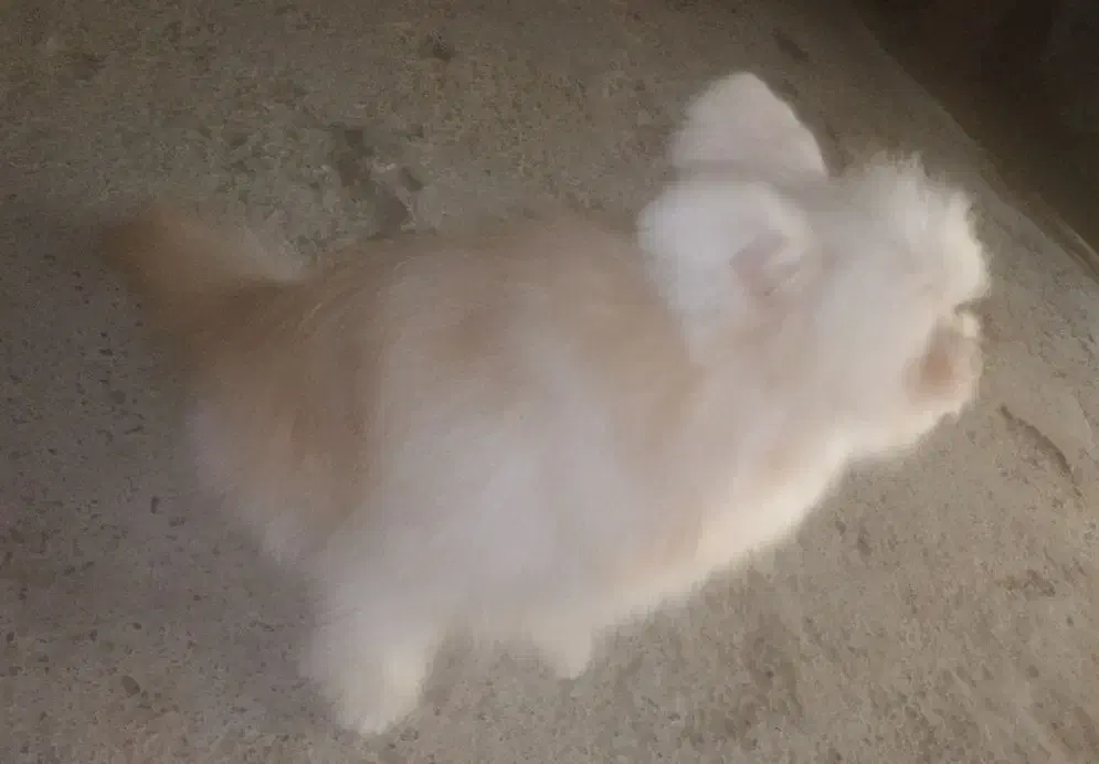 سگ فروشی|سگ|میناب, |دیوار