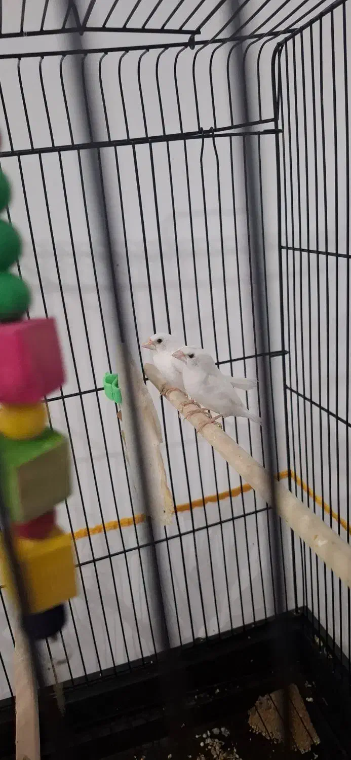 فنج|پرنده|مشهد, امیریه|دیوار