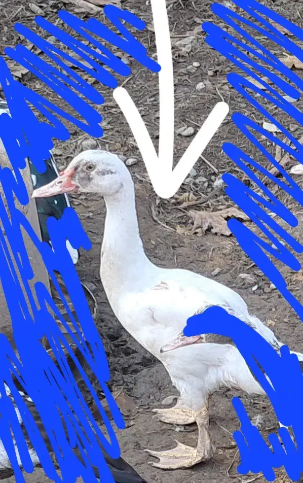 اردک ۴ ماهه اسرائیلی|حیوانات مزرعه|چالوس, |دیوار