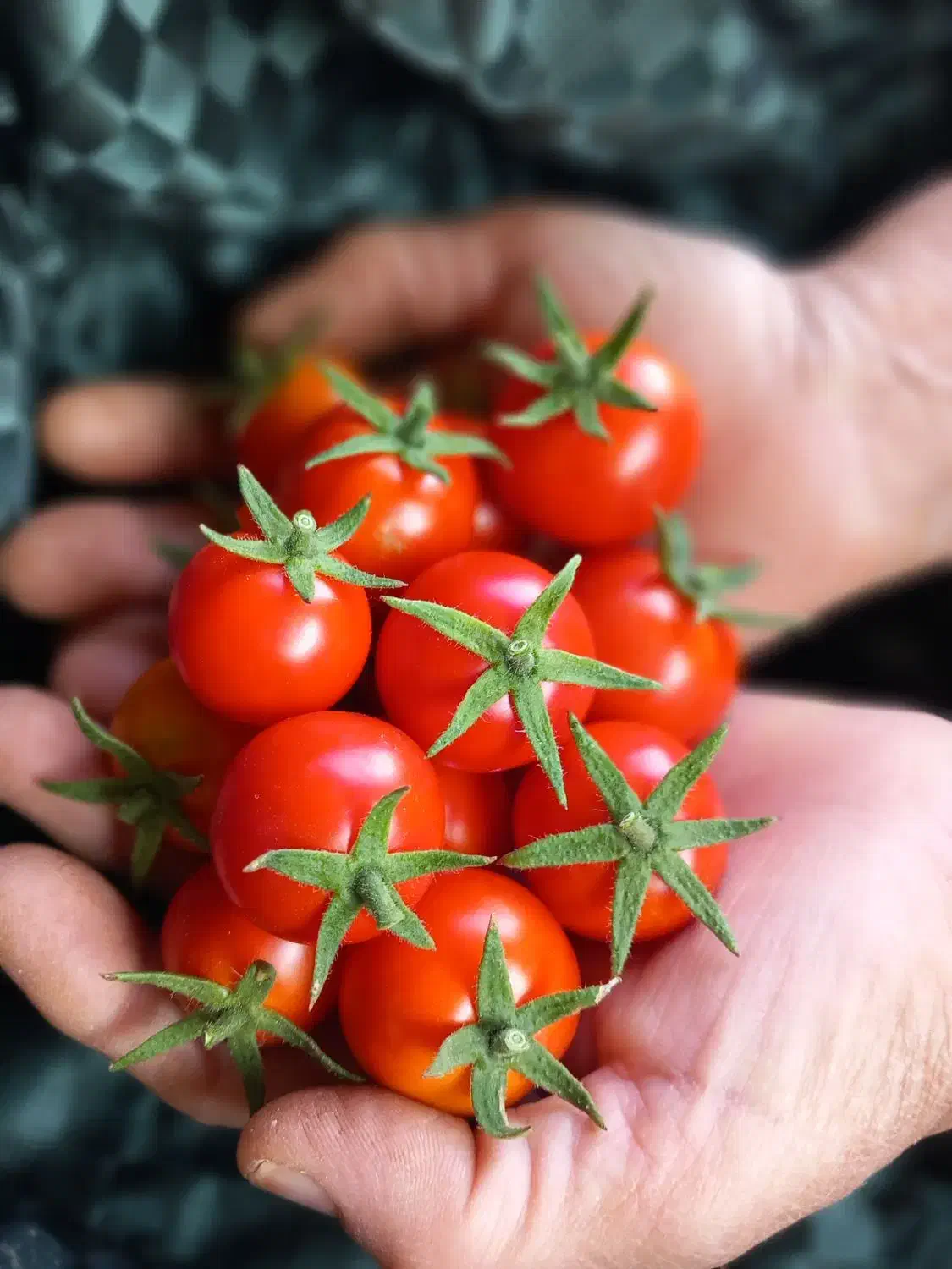 گوجه کال گوجه نارس گوجه ربی|خوردنی و آشامیدنی|فیروز, |دیوار