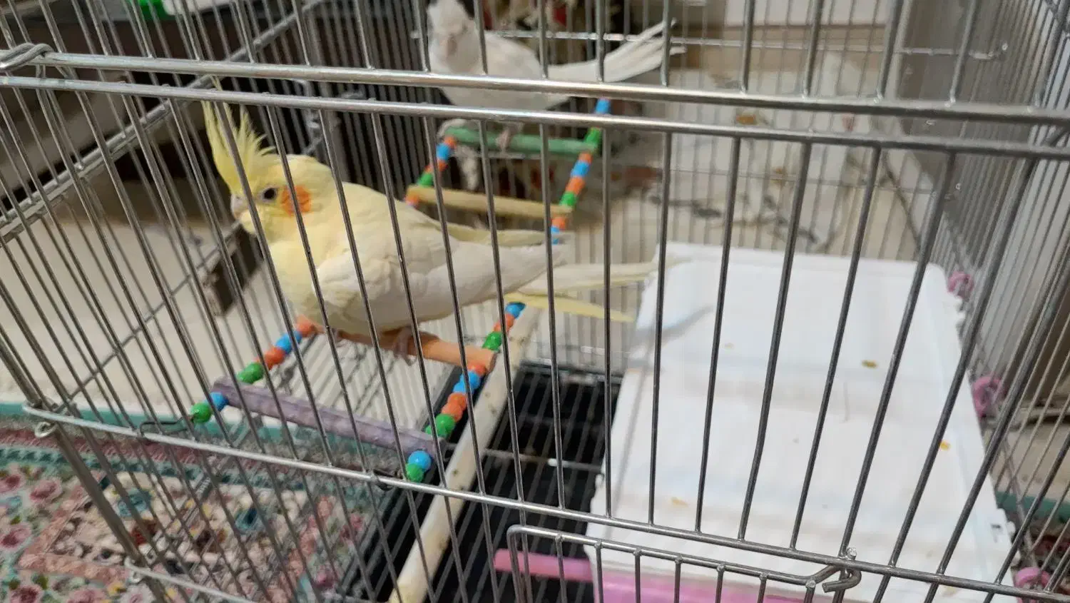 عروس هلندی|پرنده|شهرکرد, |دیوار