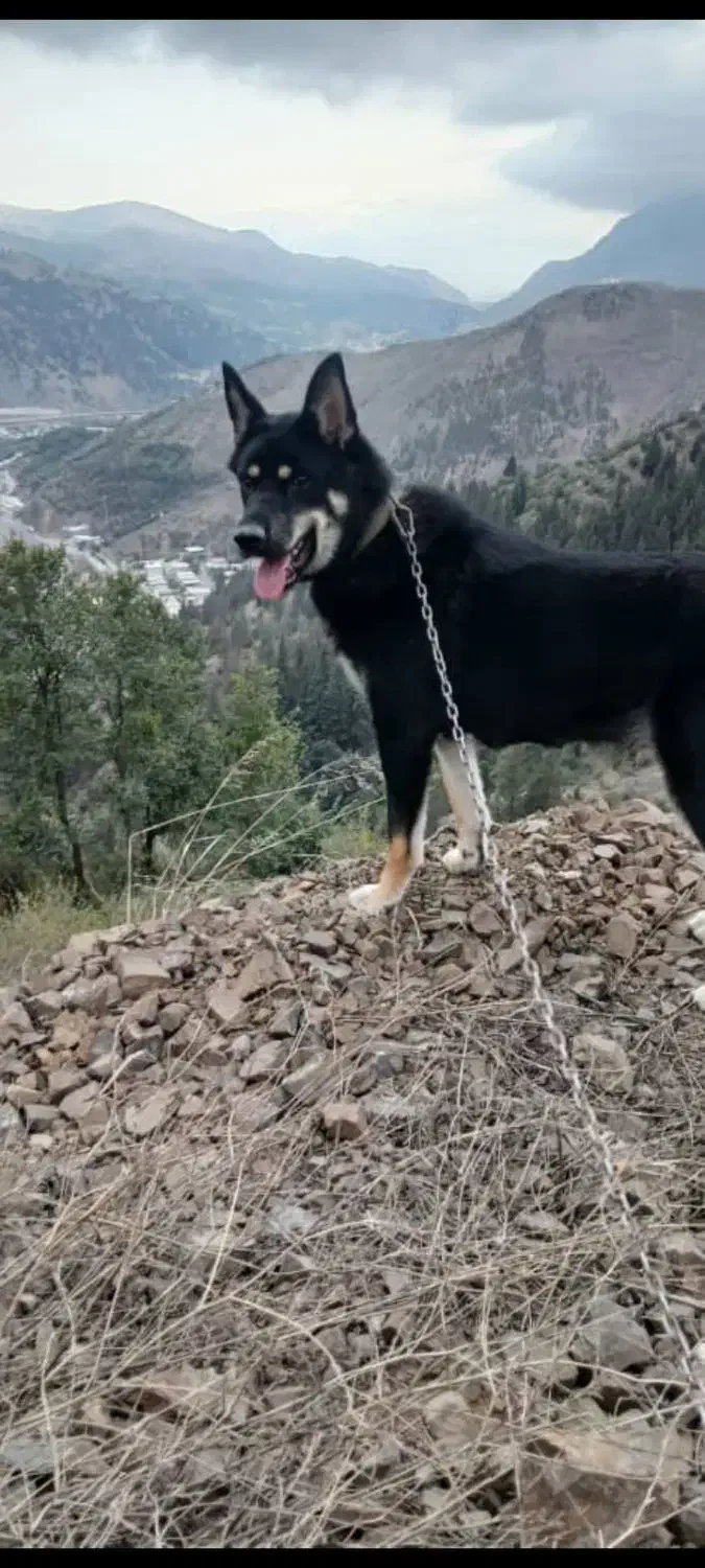 سگ ژرمن شناسنامه دار|سگ|رودبار, |دیوار