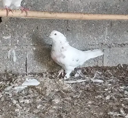 کبوتر غریب|پرنده|رشت, لاکان|دیوار