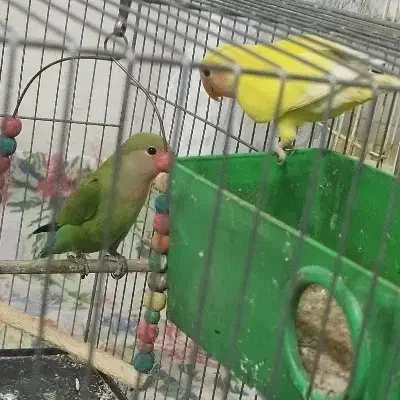 طوطی برزیلی ،جوجه بالغ|پرنده|چهاردانگه (تهران), |دیوار