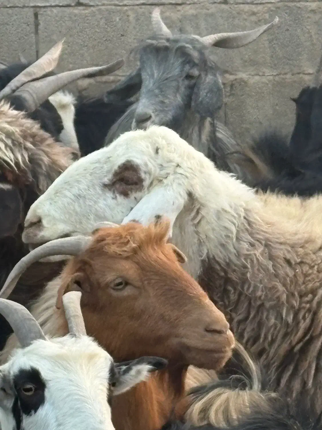 یک راس میش گوشتی|حیوانات مزرعه|بانش, |دیوار