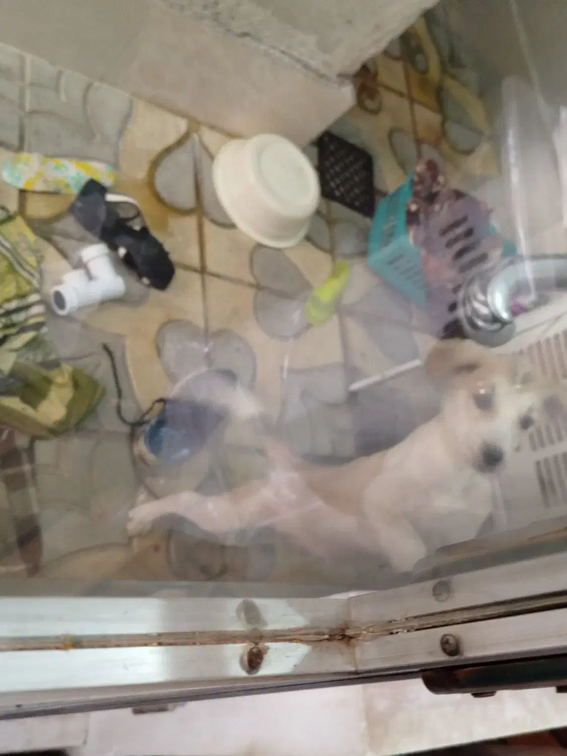 توله سگ اشپیتز دو نیم ماهه رایگان ب شرط|سگ|تبریز, |دیوار