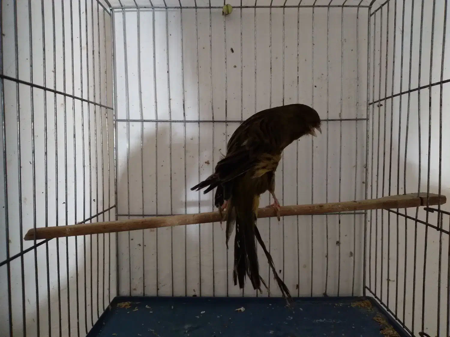 قناری ماده بلند|پرنده|همدان, |دیوار