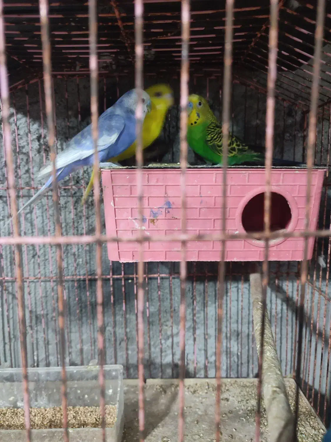 فروش ملنگو و  مرغ عشق فنج نرگس|پرنده|میناب, |دیوار