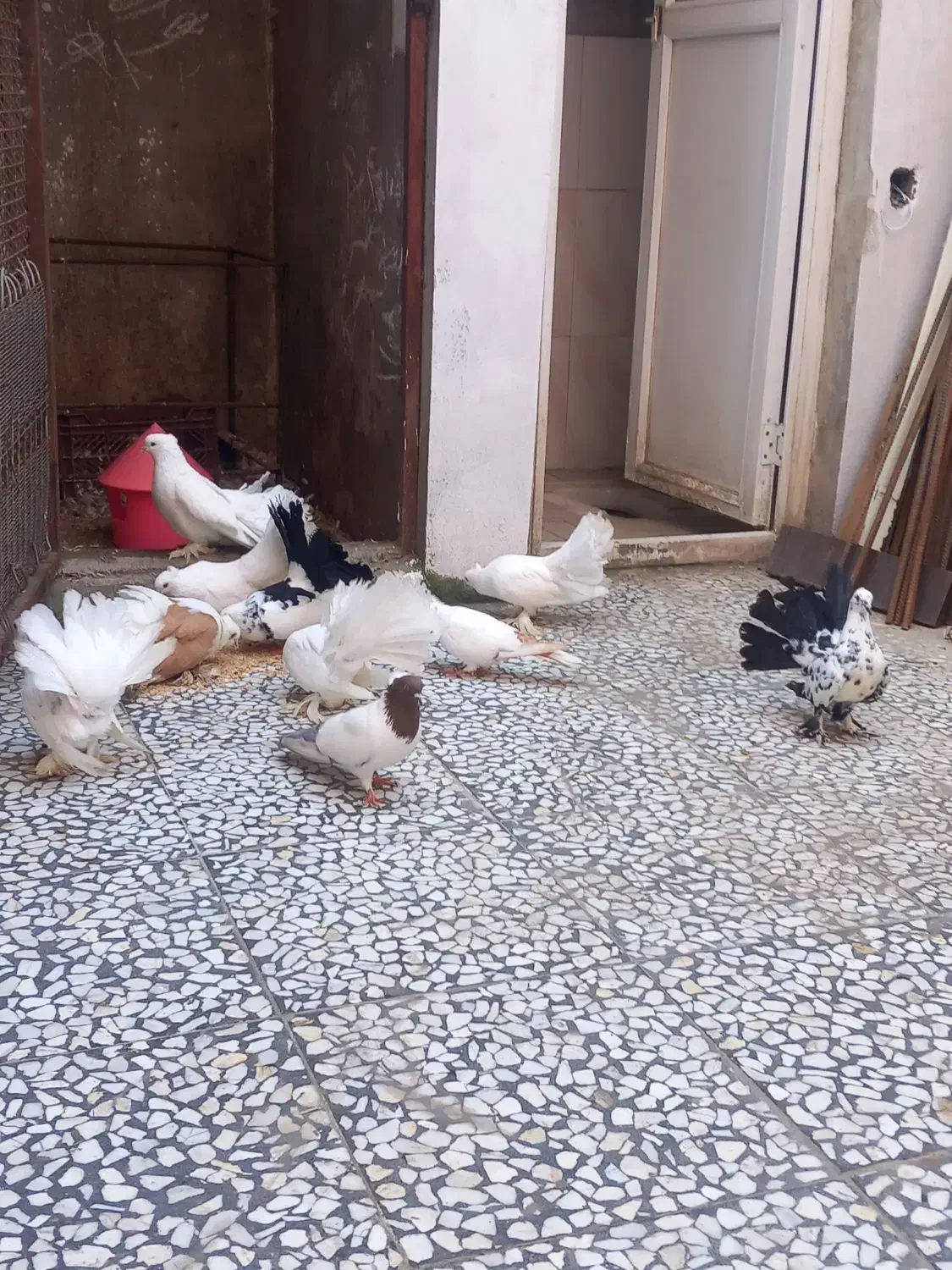 کبوتر دم چتری باپرستویی|پرنده|محمودآباد, |دیوار