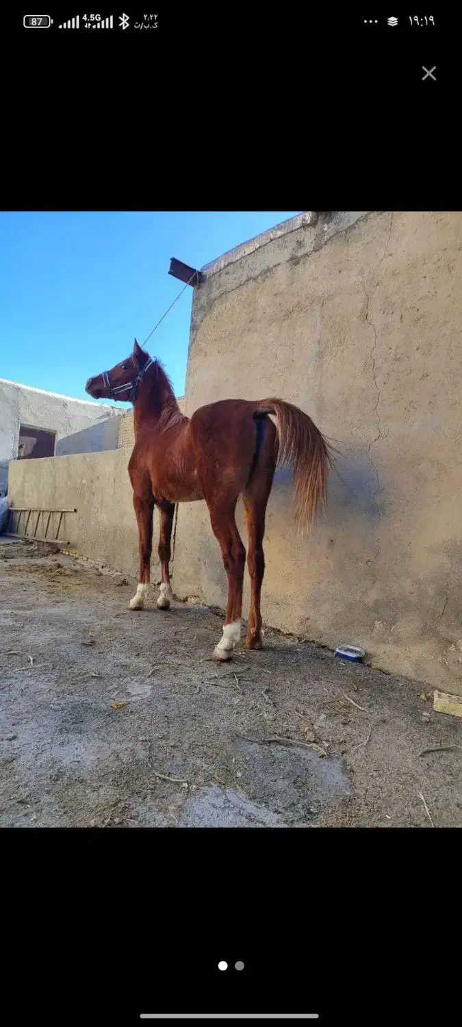 نریان عرب|اسب و تجهیزات اسب‌سواری|رباط‌کریم, رباط‌کریم|دیوار