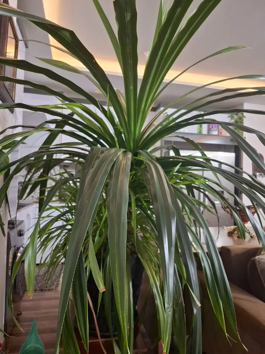 گل پاندانوس|گل و گیاه طبیعی|نیشابور, بنیاد شهید|دیوار