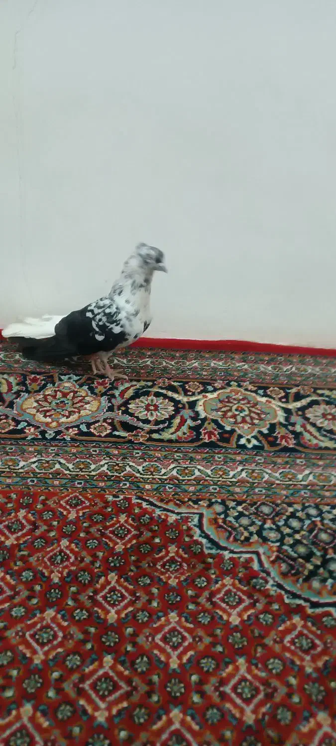 کفتر سوسکی|پرنده|کبودرآهنگ, |دیوار