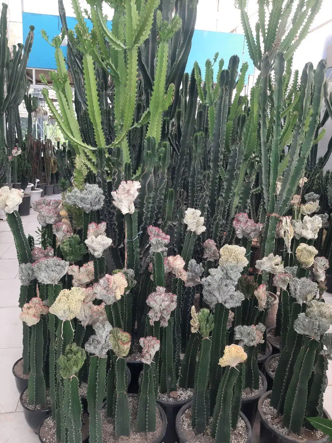 انواع کاکتوس های تزئینی و دکوراتیو|گل و گیاه طبیعی|مشهد, شهرک صنعتی توس|دیوار
