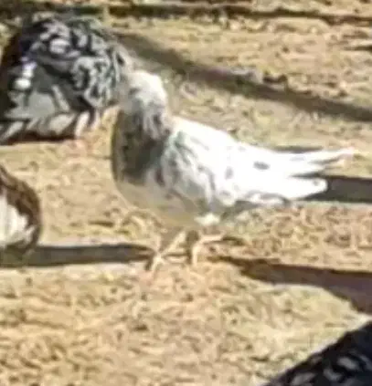 کفتر سرور کاکل و سرور چاپی|پرنده|صدرا-فارس, فاز ۱|دیوار