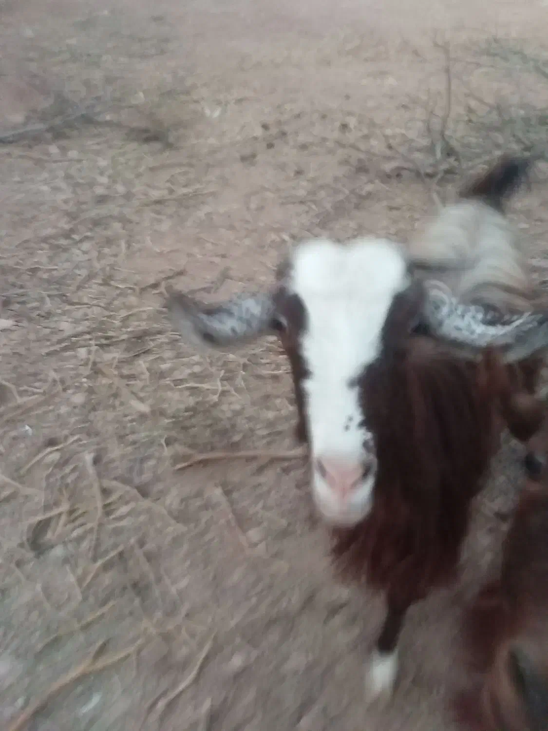 بز آبستن|حیوانات مزرعه|نجفآباد, حومه نجف آباد|دیوار