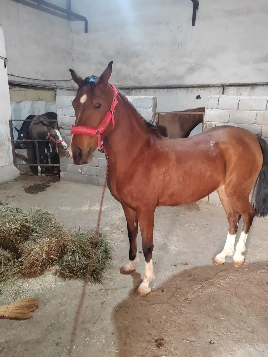 اسب مادیون دره شور|اسب و تجهیزات اسب‌سواری|قلعه نو, |دیوار