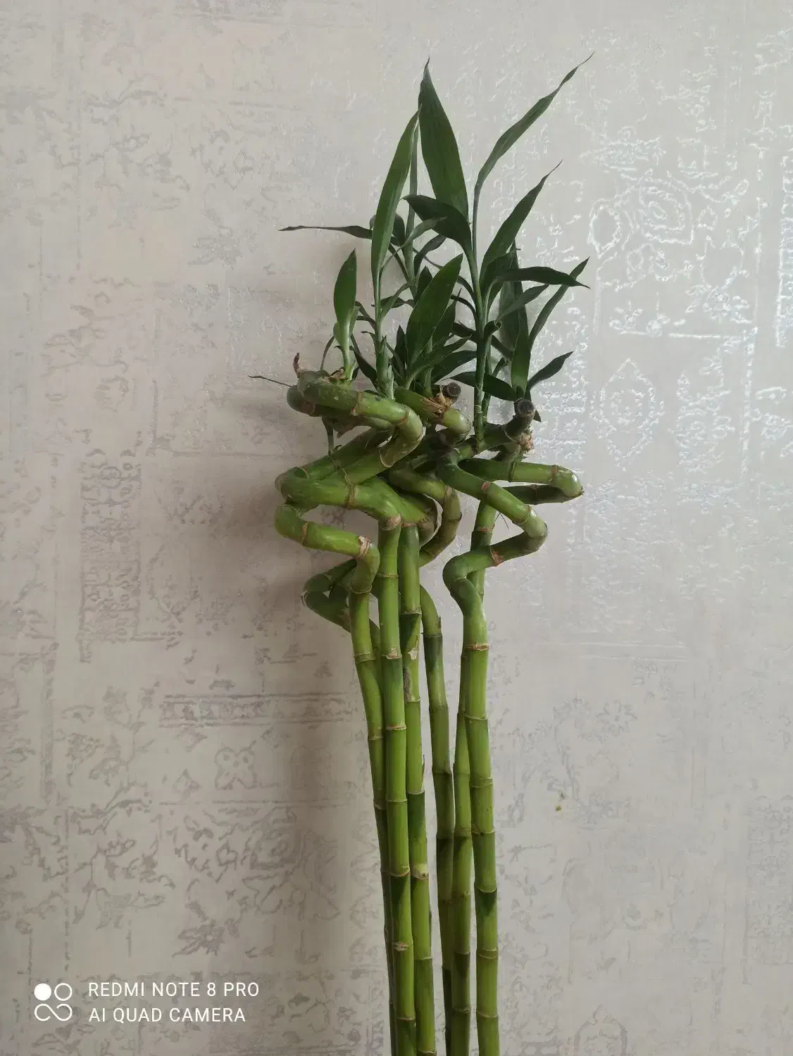 گل بامبو|گل و گیاه طبیعی|پاکدشت, پاکدشت (مامازند)|دیوار