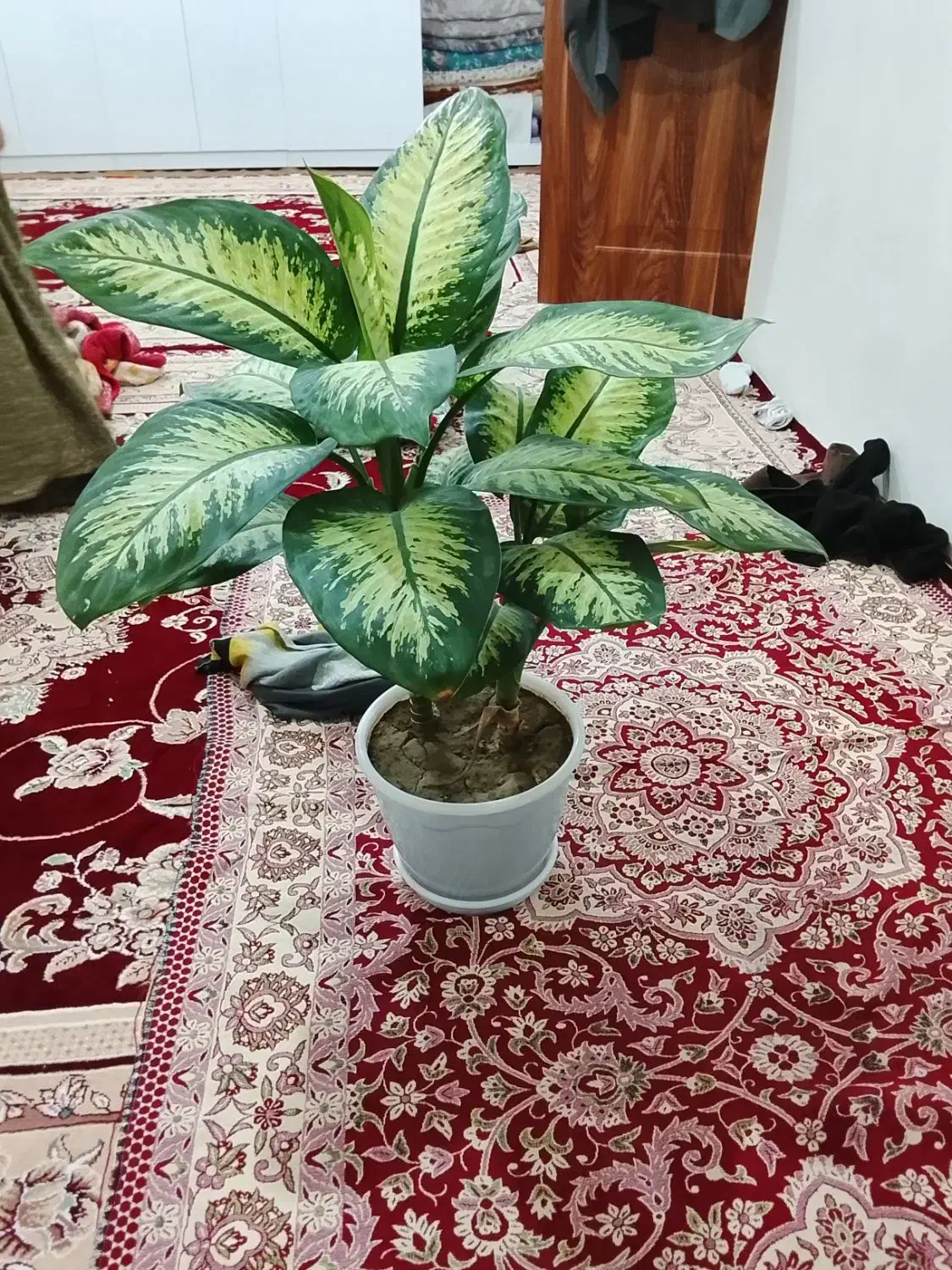 گل طبیعی|گل و گیاه طبیعی|نالوس, |دیوار