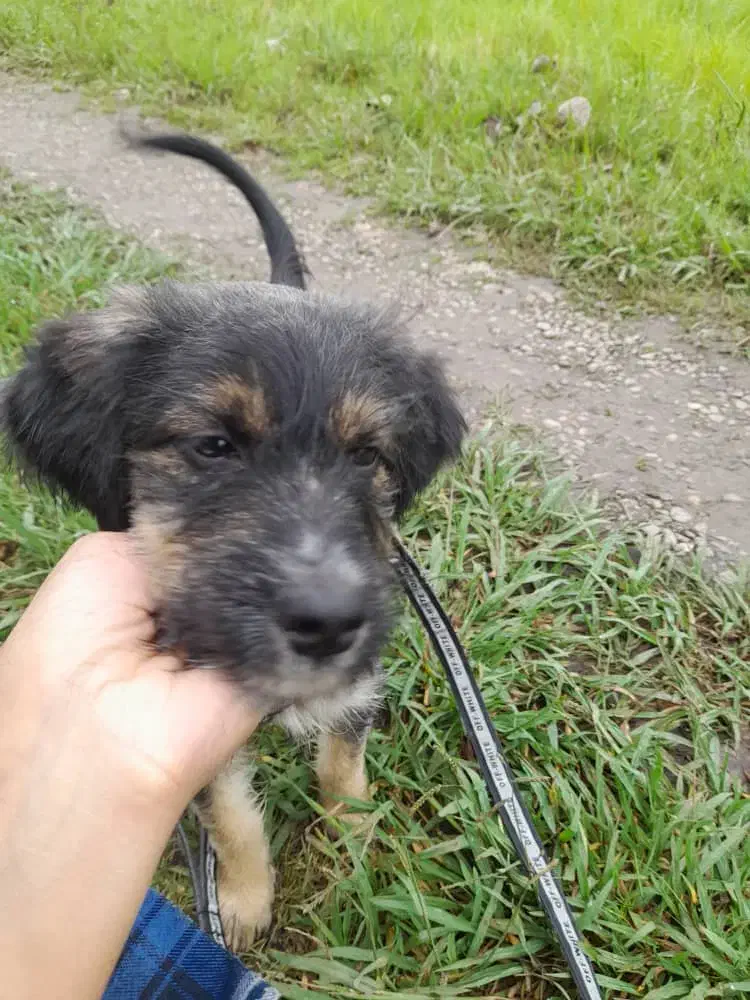 توله اشپیتز تریری پاه کوتاه|سگ|بیله سوار, |دیوار