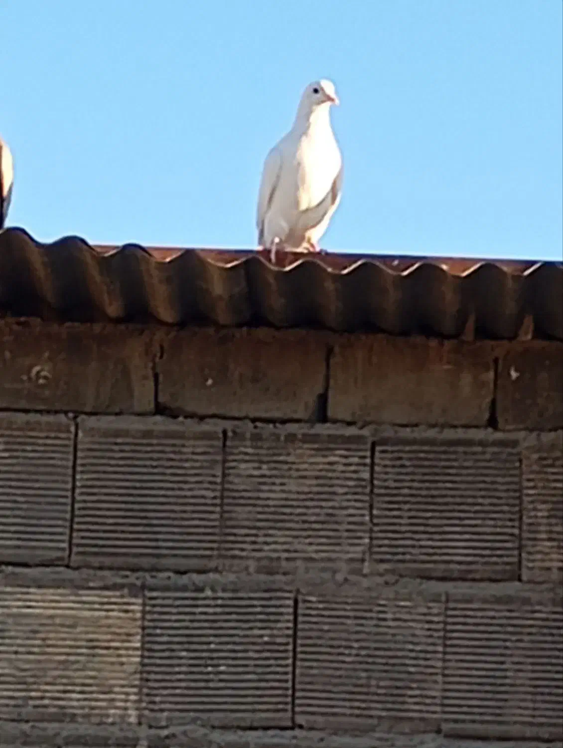 کفتر|پرنده|قهدریجان, |دیوار