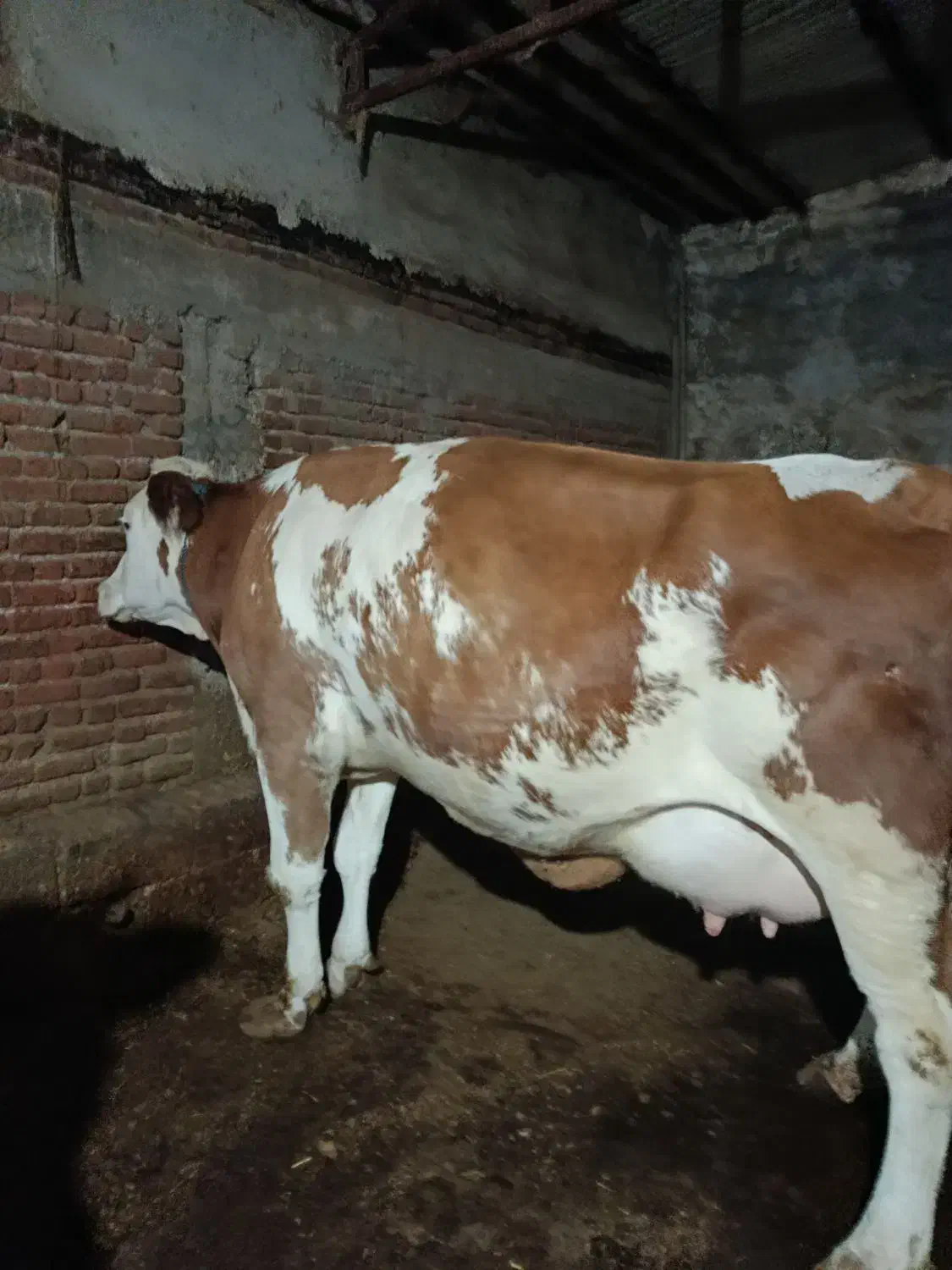 تلیسه عروسک|حیوانات مزرعه|زنجان, |دیوار