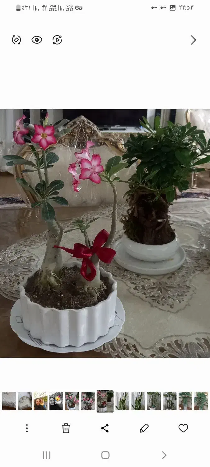 فروش انواع گل و گیاه ویلایی و اپارتمانی|گل و گیاه طبیعی|فردوسیه, |دیوار