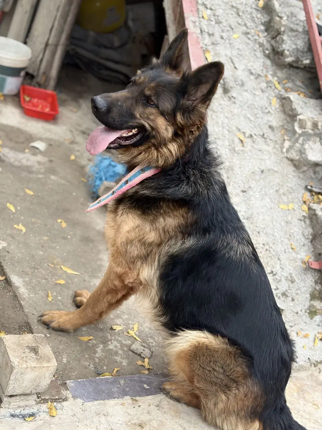 سگ ژرمن شپرد شولاین کینگ|سگ|گرگان, |دیوار