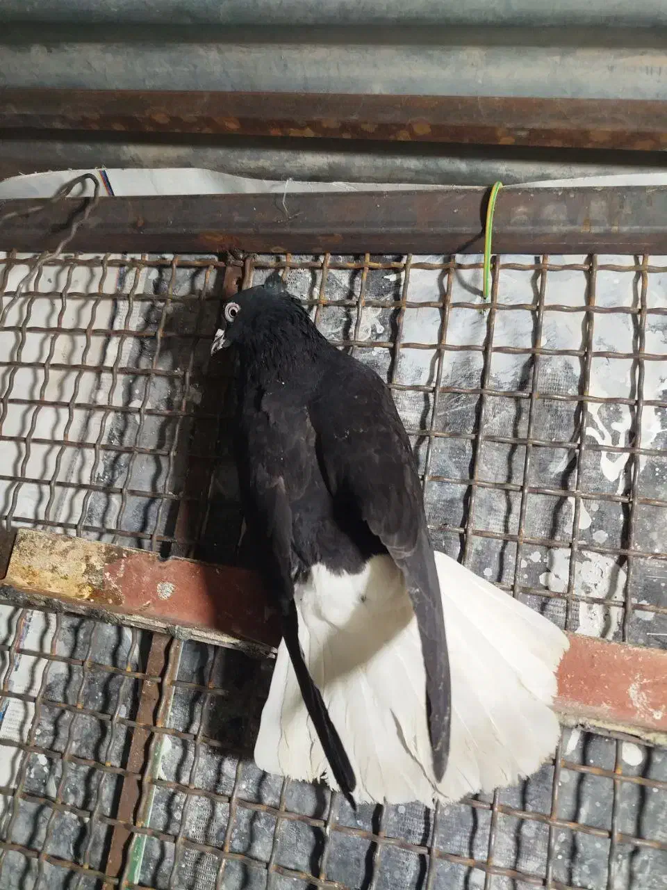 ۲تاکله ای۲تا تهرانی ماده دمسفیدوسور نر|پرنده|خرمآباد, |دیوار