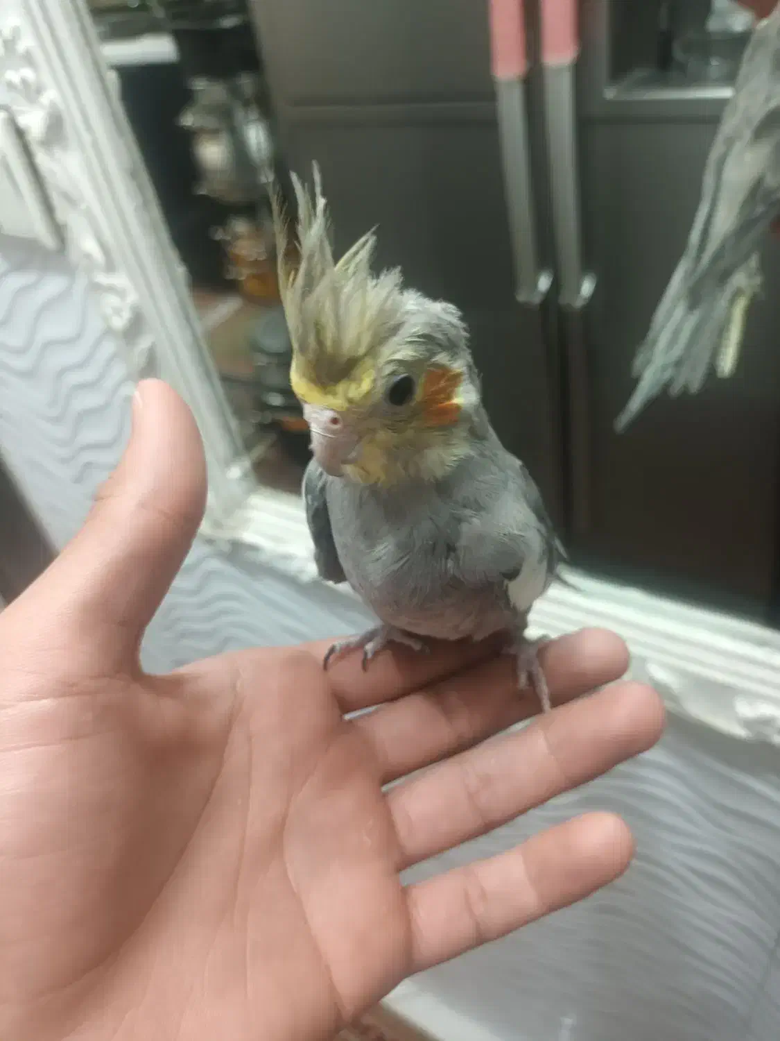 عروس جوان دستی|پرنده|ری, جوانمرد قصاب|دیوار