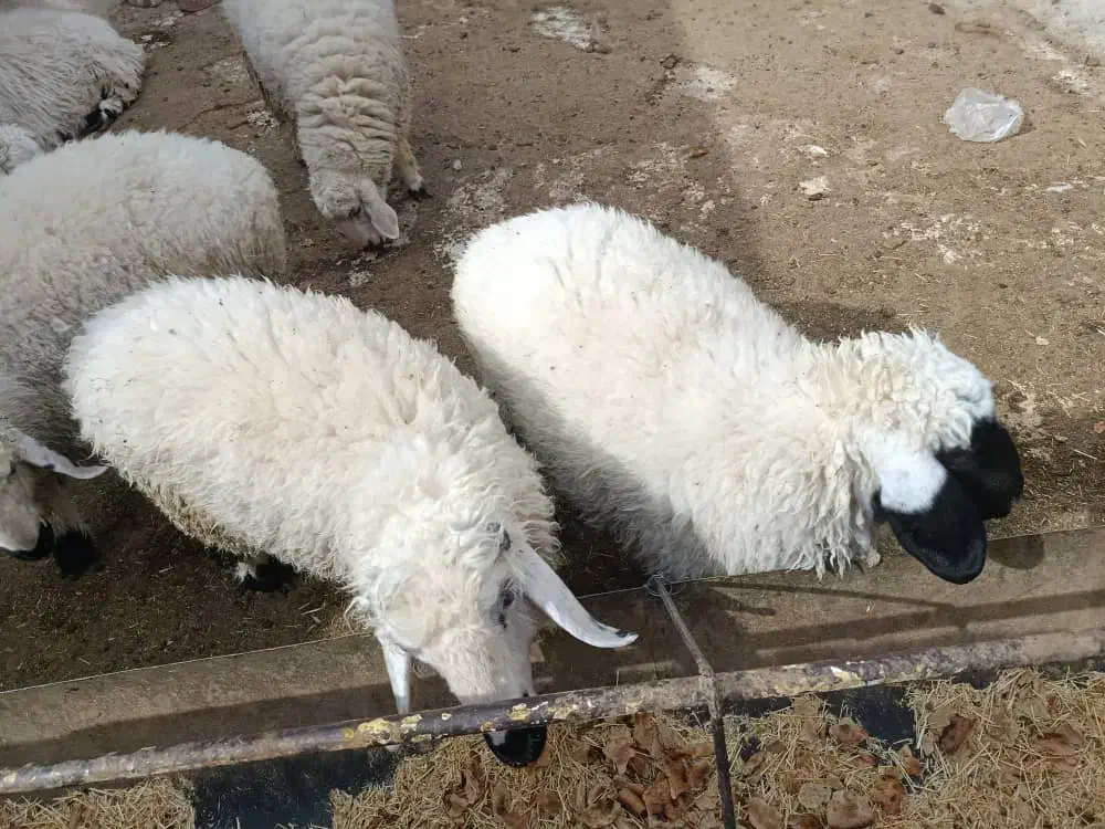 5 عدد بره نر و ماده چاق چاق|حیوانات مزرعه|زاهدان, |دیوار