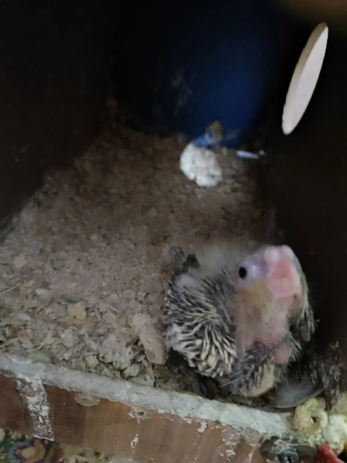 جوجه عروس هلندی سرلاکی|پرنده|تهران, امام زاده عبدالله|دیوار