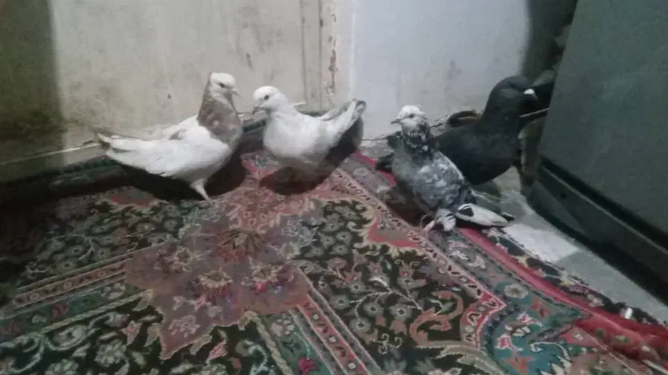 کبوتر دورک تک پر رنگی طوقی|پرنده|رامیان, |دیوار