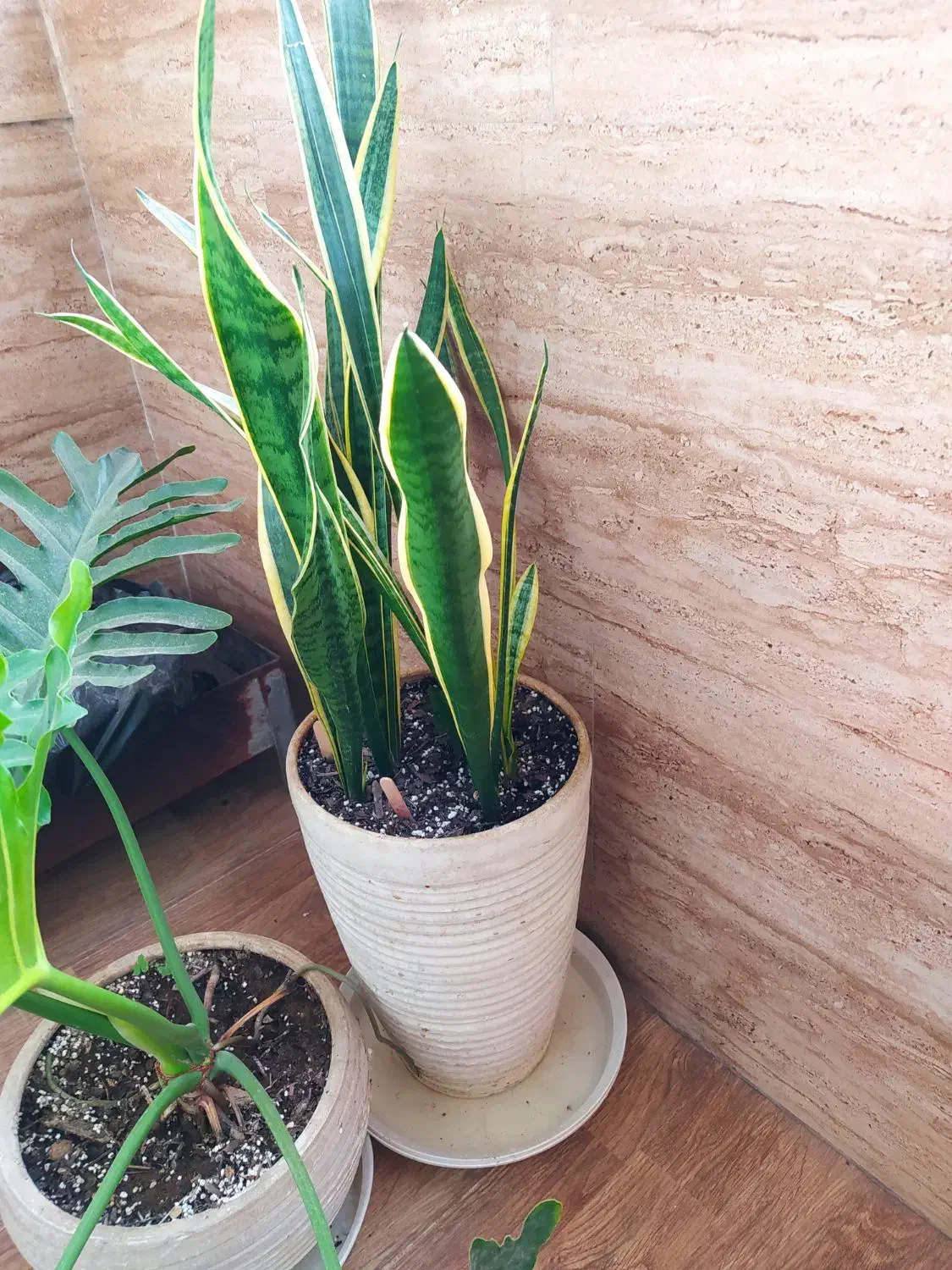 گل برگ انجیری وسانسوریا لب طلایی|گل و گیاه طبیعی|رشت, معلولین|دیوار