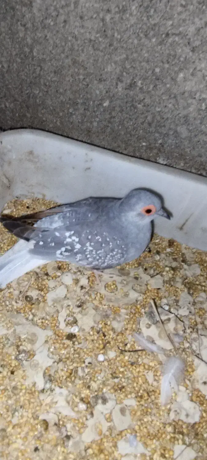 سلام تشکر از برنامه دیوار پرنده زینتی|پرنده|برازجان, |دیوار