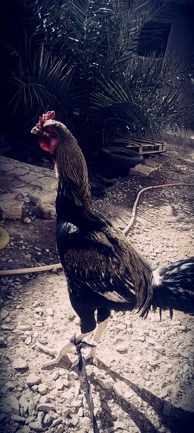 خروس|حیوانات مزرعه|خاش, |دیوار