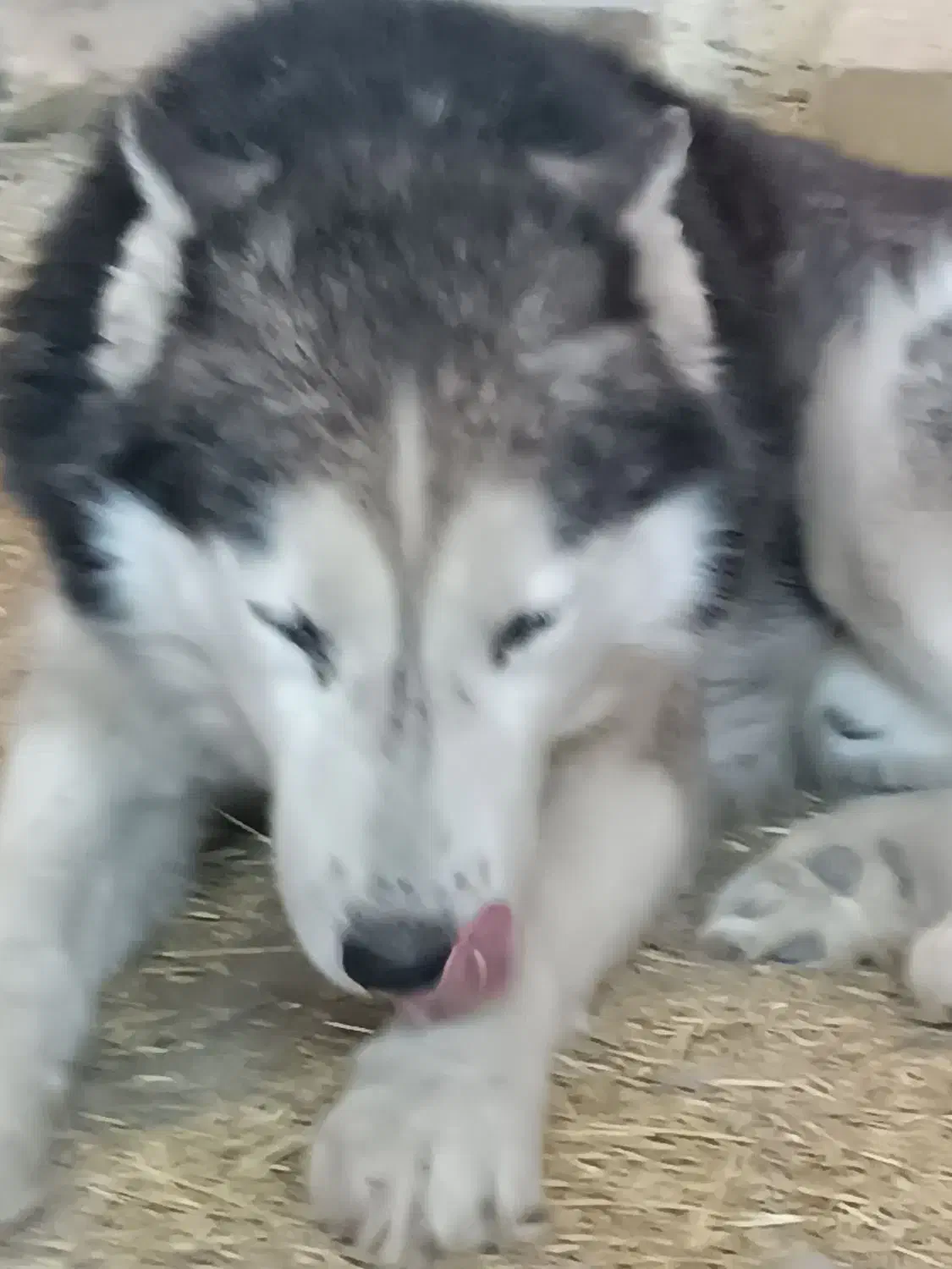 سگ هاسکی|سگ|قره پشتلو, |دیوار