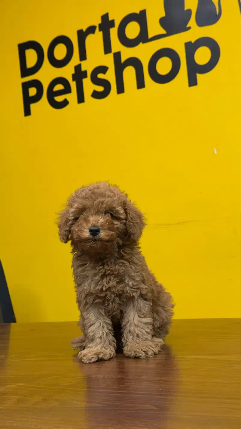 توی پودل رنگ رد و موکایی|سگ|تهران, سعادتآباد|دیوار