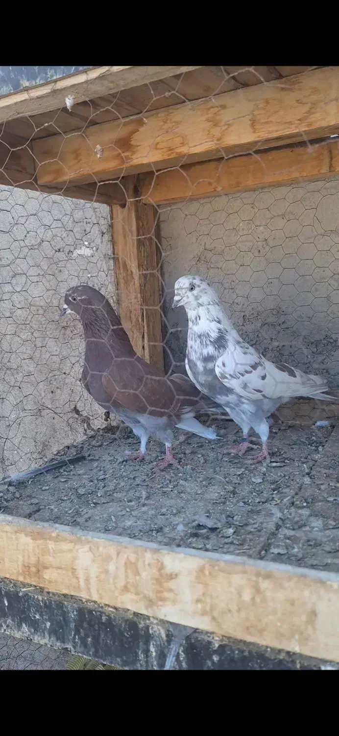 کبوتر|پرنده|نهاوند, |دیوار