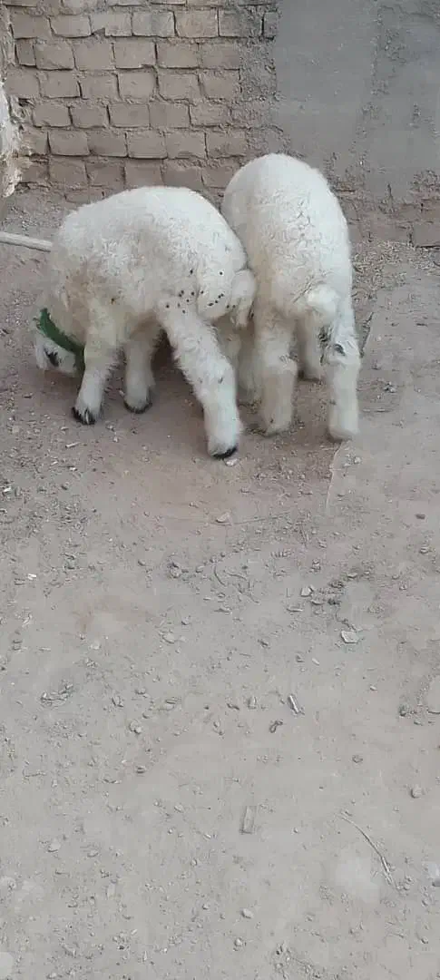 گوسفند نروماده|حیوانات مزرعه|کارون, |دیوار