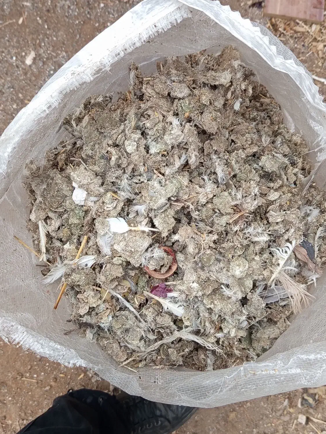 فروش فوری کود کفتر خشک|عمدهفروشی|محمدیه-قزوین, |دیوار