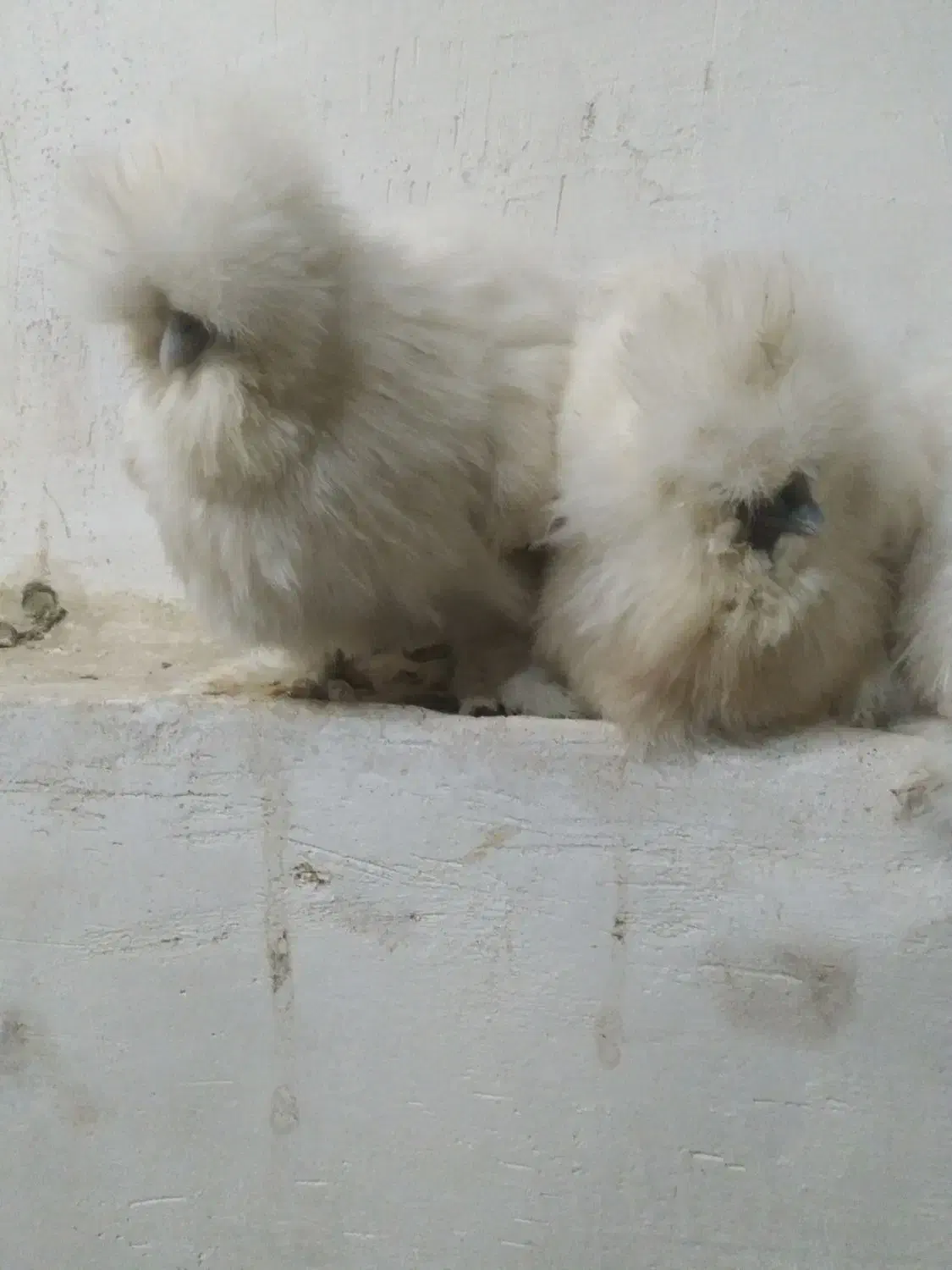 جوجه تزینی|حیوانات مزرعه|خمینیشهر, |دیوار