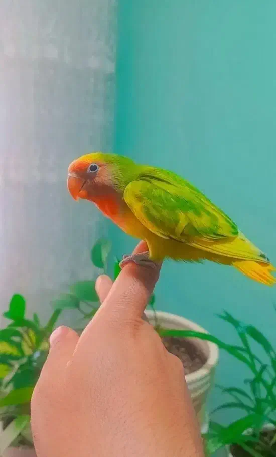 طوطی برزیلی|پرنده|سقز, |دیوار