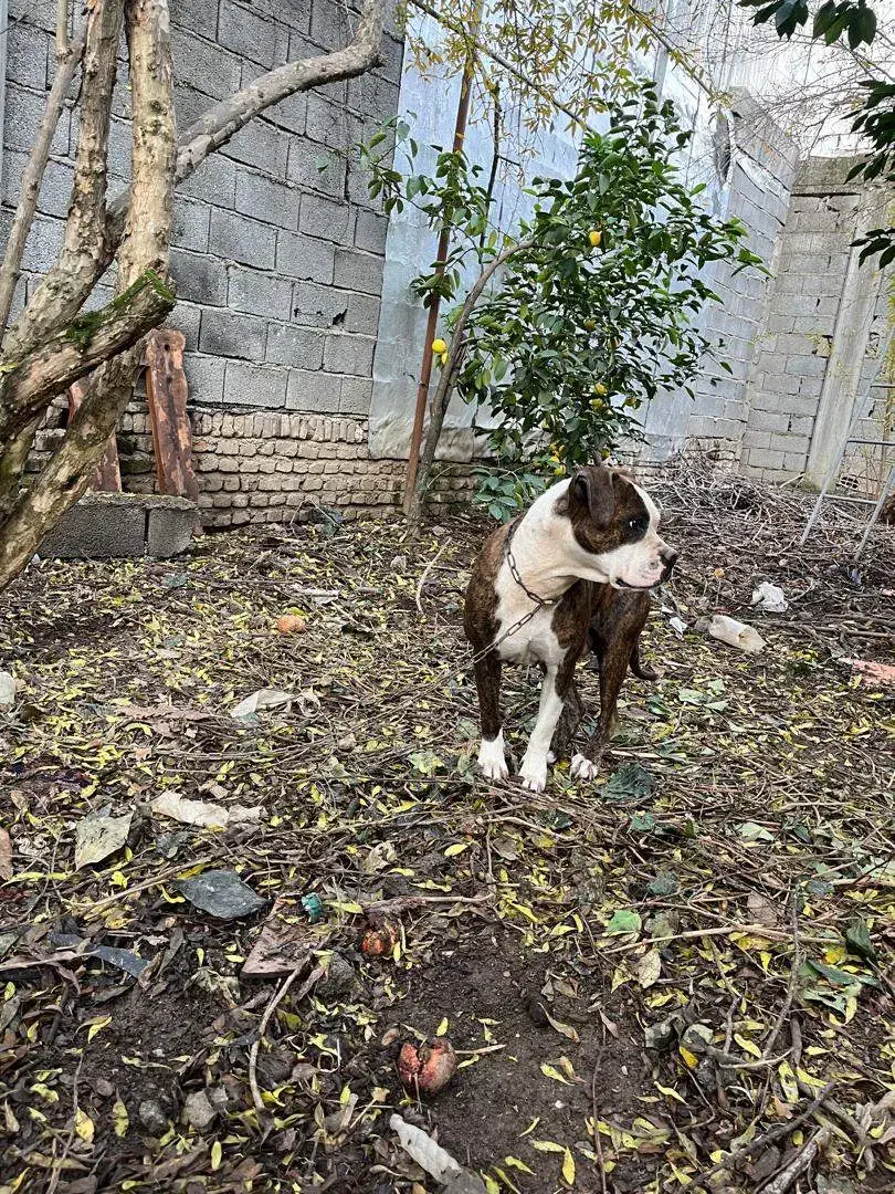 سگ پیتبول|سگ|بابل, |دیوار