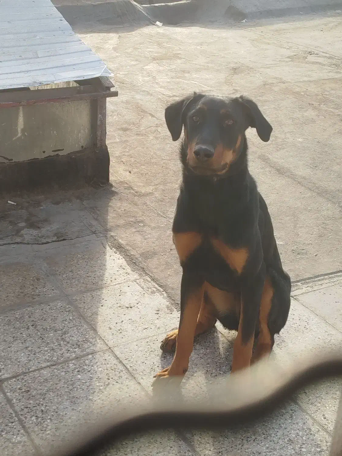 سگ دوبرمن ماده و پا کوتاه|سگ|مشهد, کوشش|دیوار