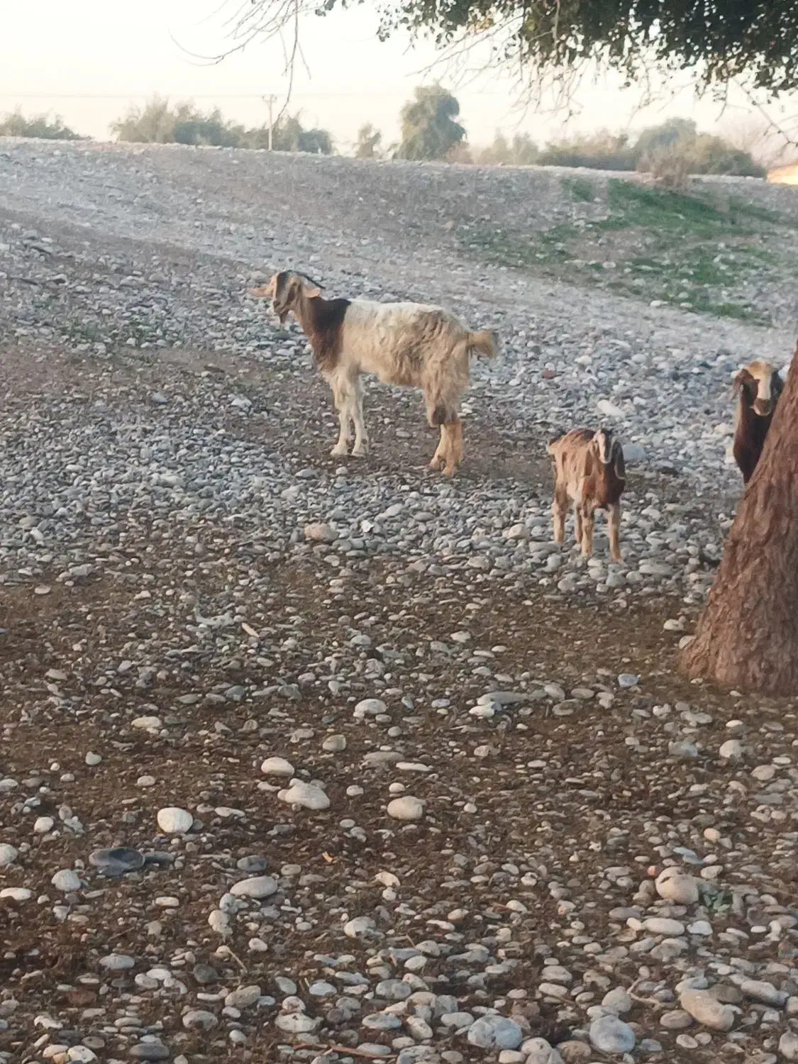 س بز و ۴بیگ|حیوانات مزرعه|دزفول, |دیوار