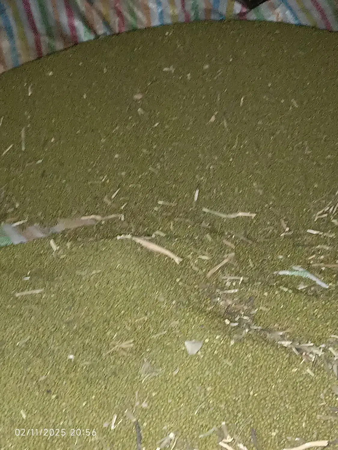 ماش برداشت هیسه|خدمات باغبانی و درختکاری|دره شهر, |دیوار