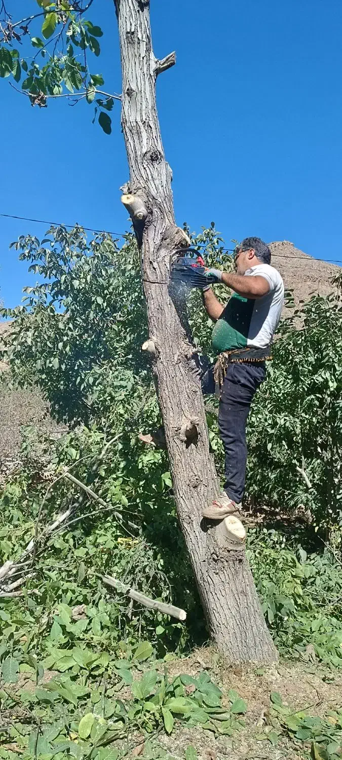 خرید چوب انواع درخت های میوه ، گردو و سپیدار|خدمات باغبانی و درختکاری|چناران, |دیوار