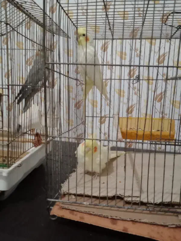 دو عدد عروس هلندی لوتینو نرو ماده و دو عددگل باقال|پرنده|رشت, کوی حسینی|دیوار