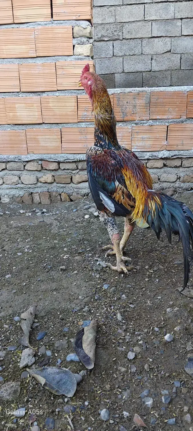 خروس لاری اوشامو|حیوانات مزرعه|فاضل آباد, |دیوار