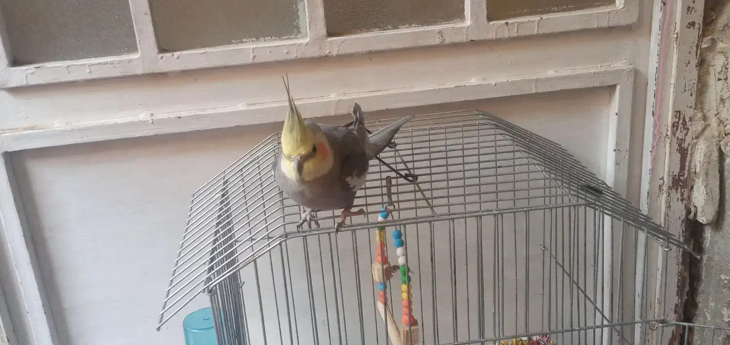 عروس هلندی نر سخنگو|پرنده|مرودشت, ثبت احوال|دیوار